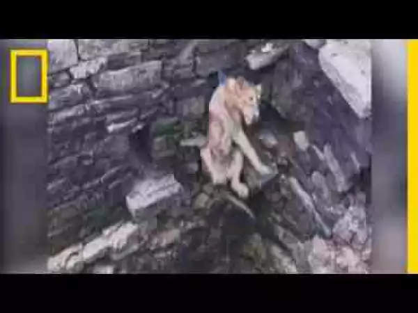 Video: Watch: Lion Cub Rescued After Falling Down 80-Foot Well | National Geographic